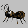 Ant